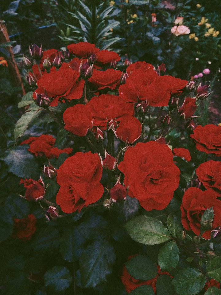 rose
