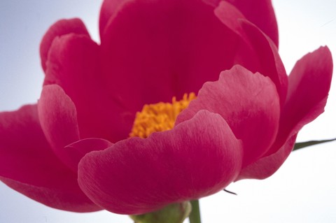 Beautiful Flowers