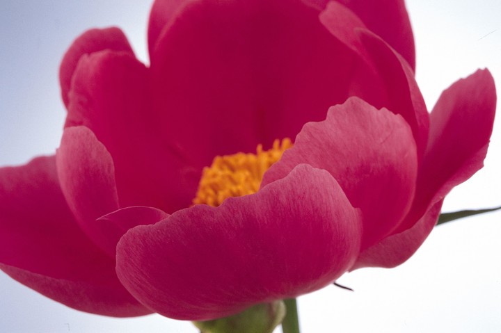 Beautiful Flowers