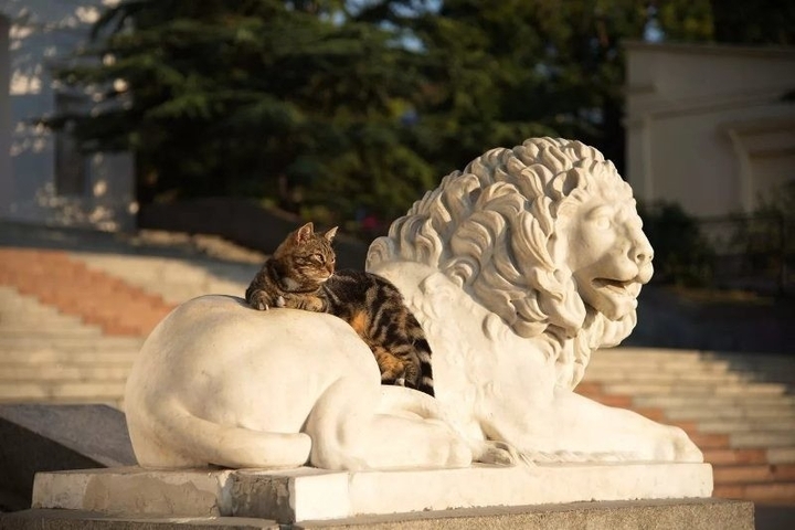 кошка