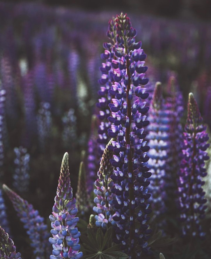 #flowers #nature #spring
