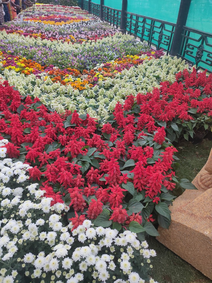 rainbow flowers