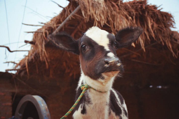cow