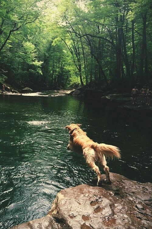 dog