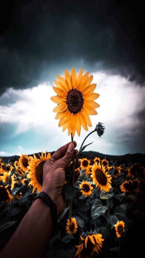 flowers