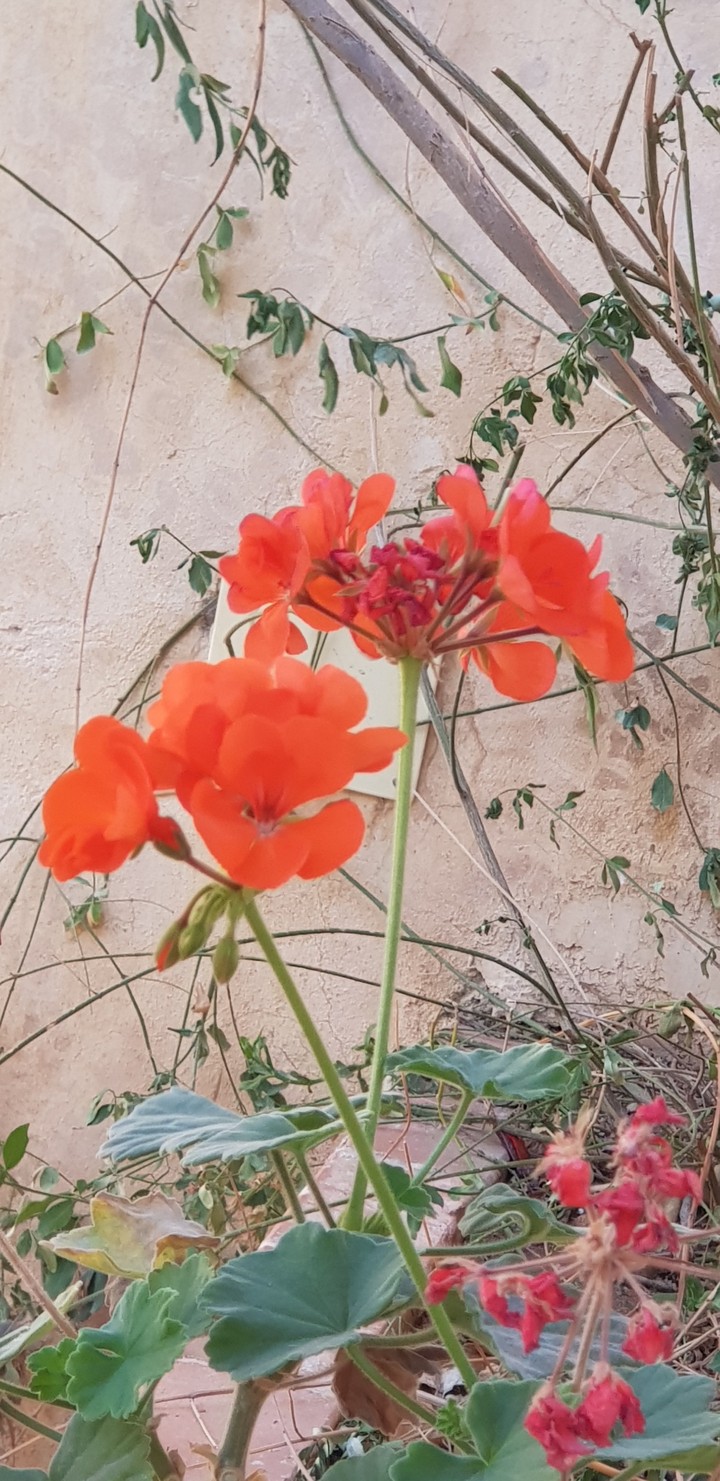 garden 60