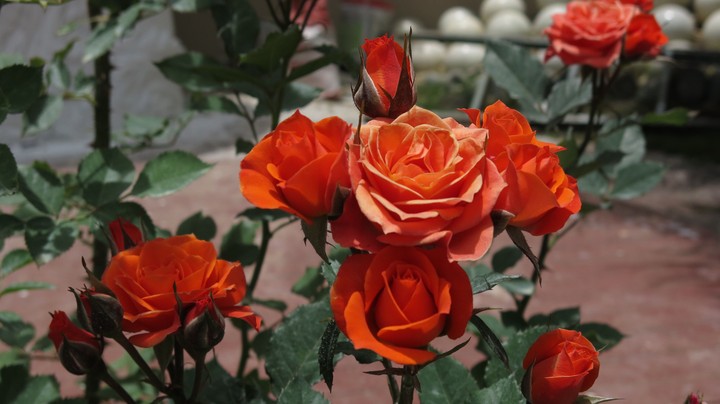 rose