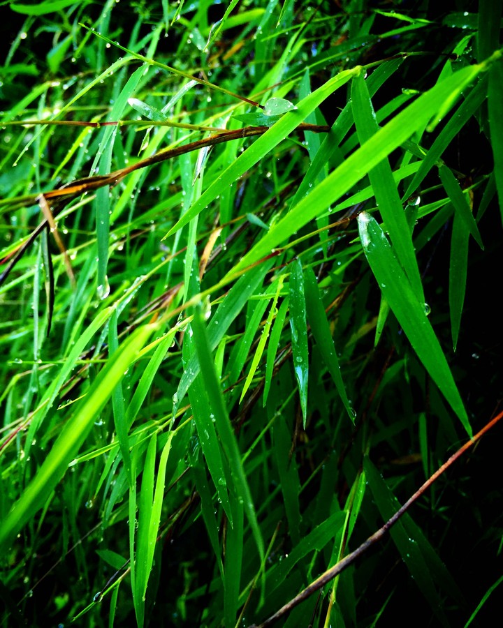 bamboo