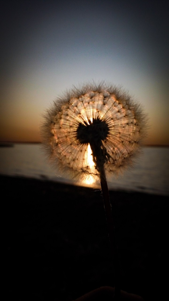 Dandelion in the sun