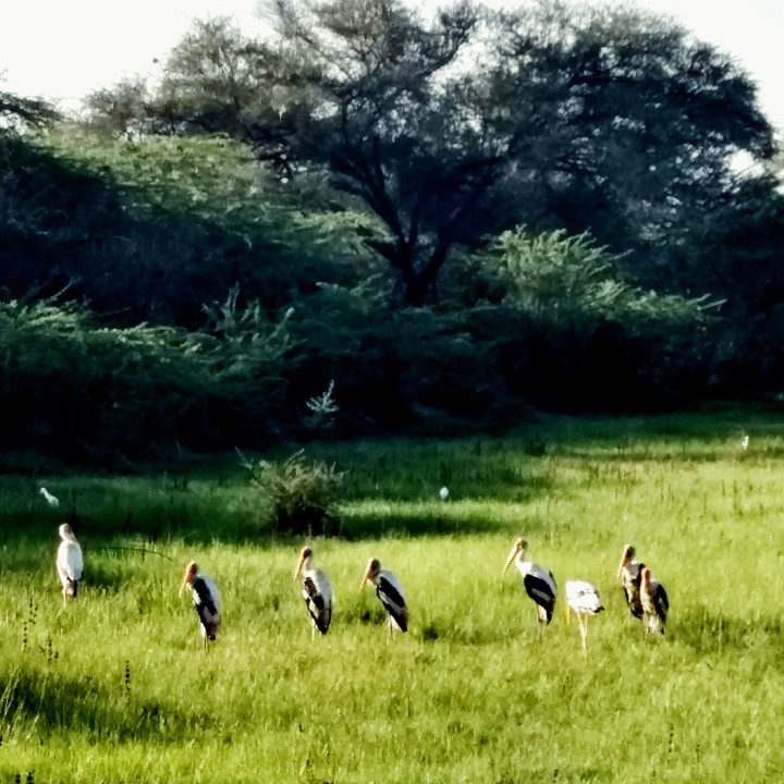Birds