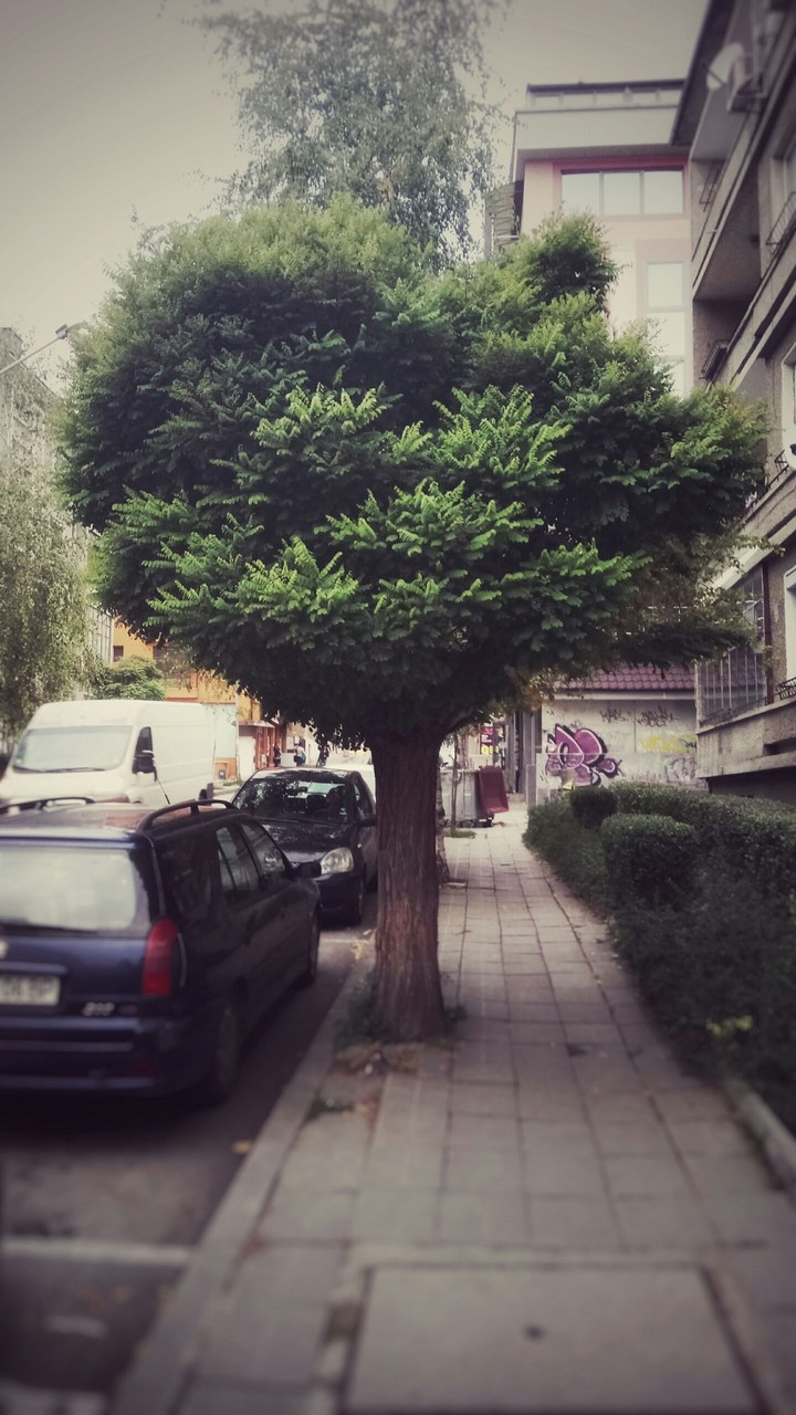 Street nature