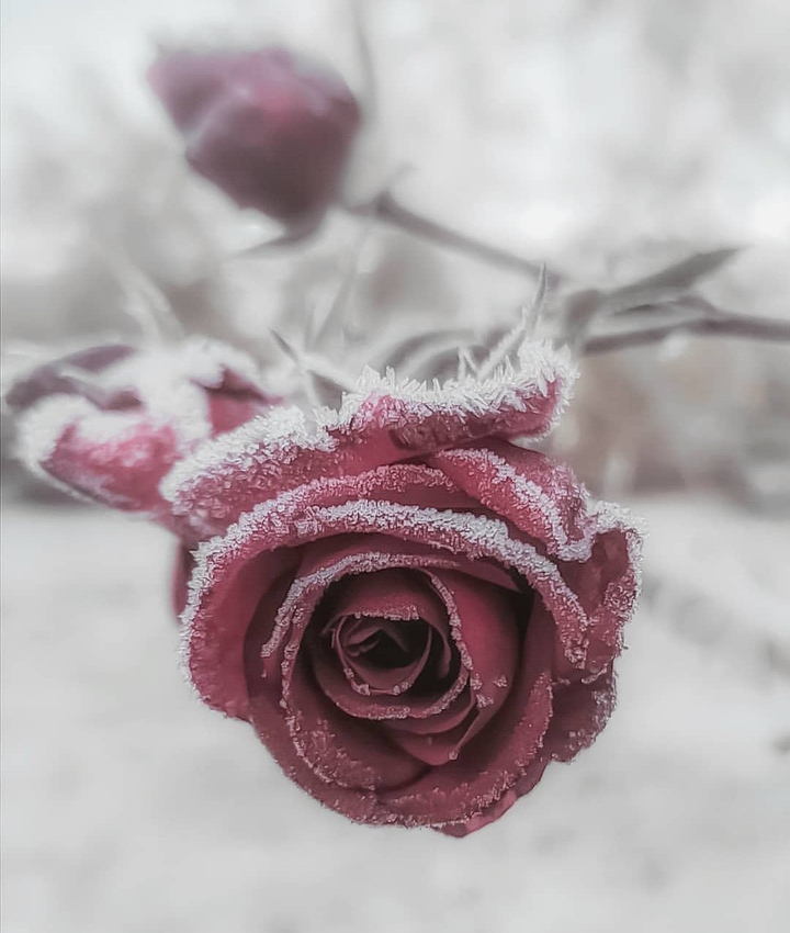 rose