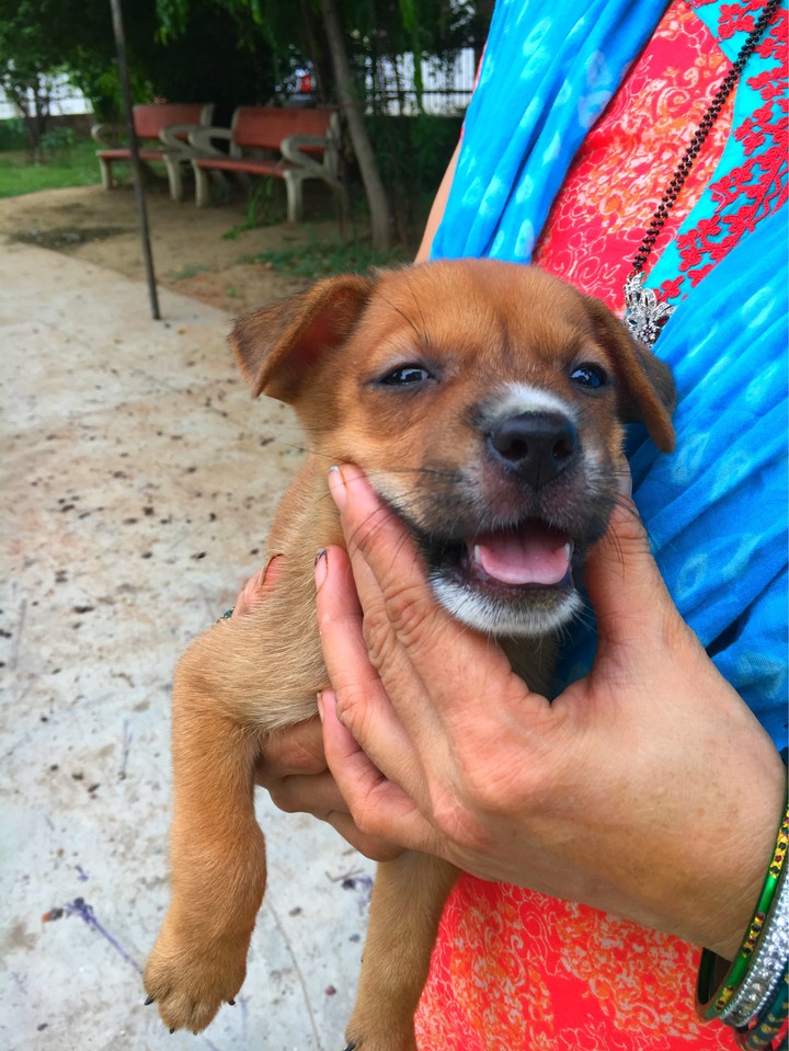 Cute puppy
