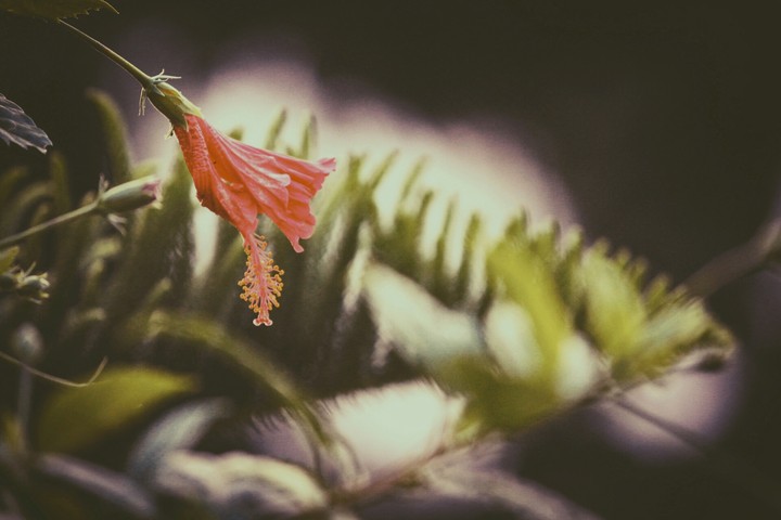 hibiscus rosa sinensis