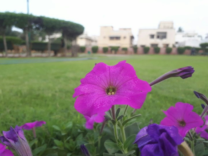 flowers