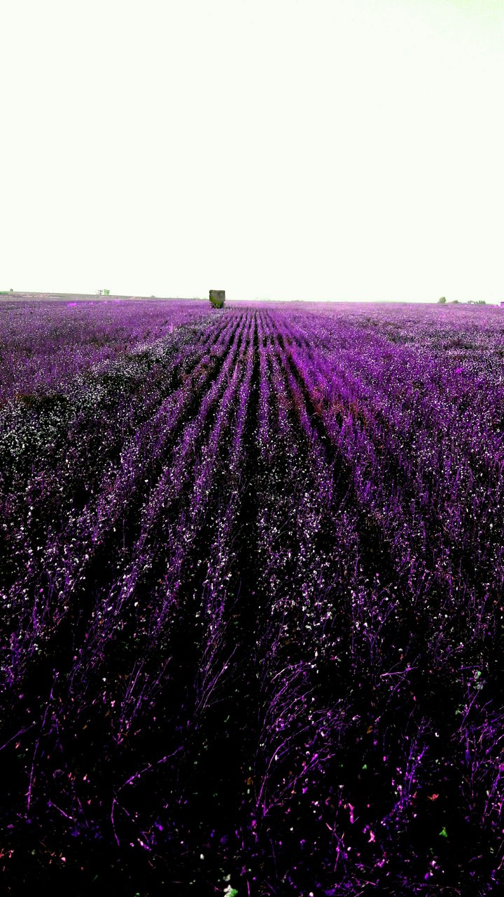 coleyting cotton