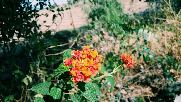 orange flower