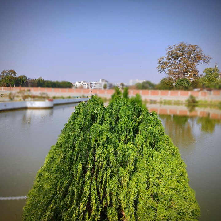 showplant thuja