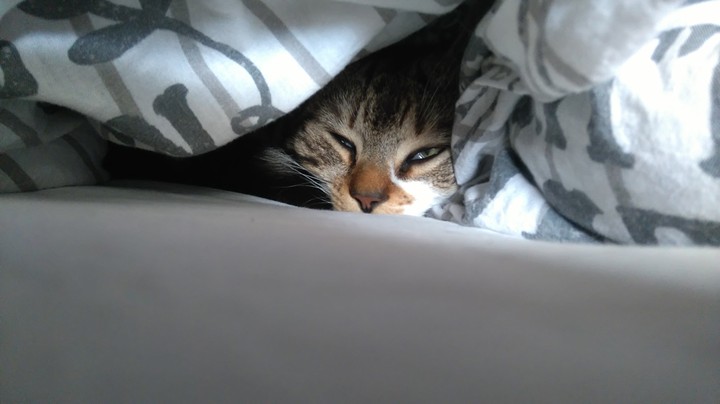 sleepy cat