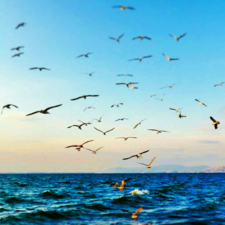 I'm watching seagulls