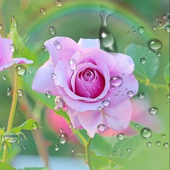 Roses