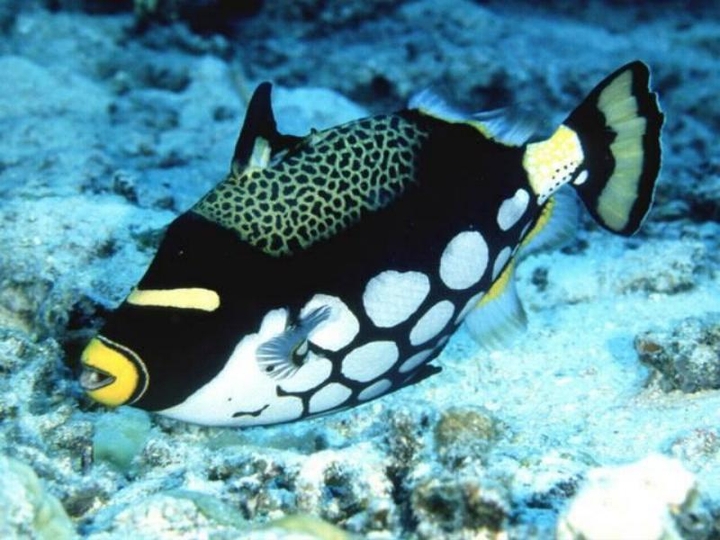 clowntigger fish