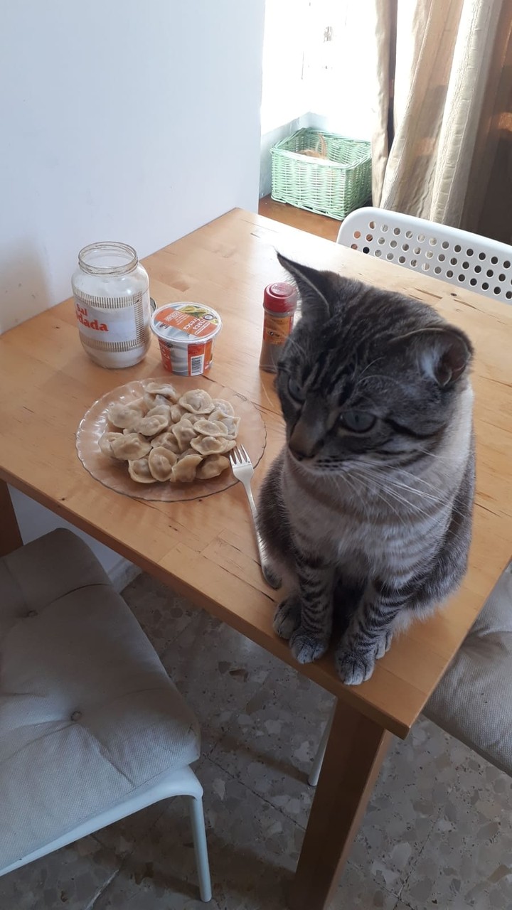 Котик с пельмешками