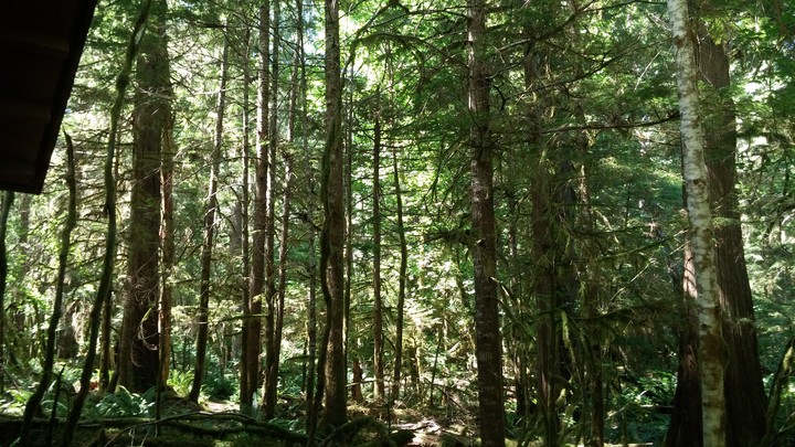 Into the woods
