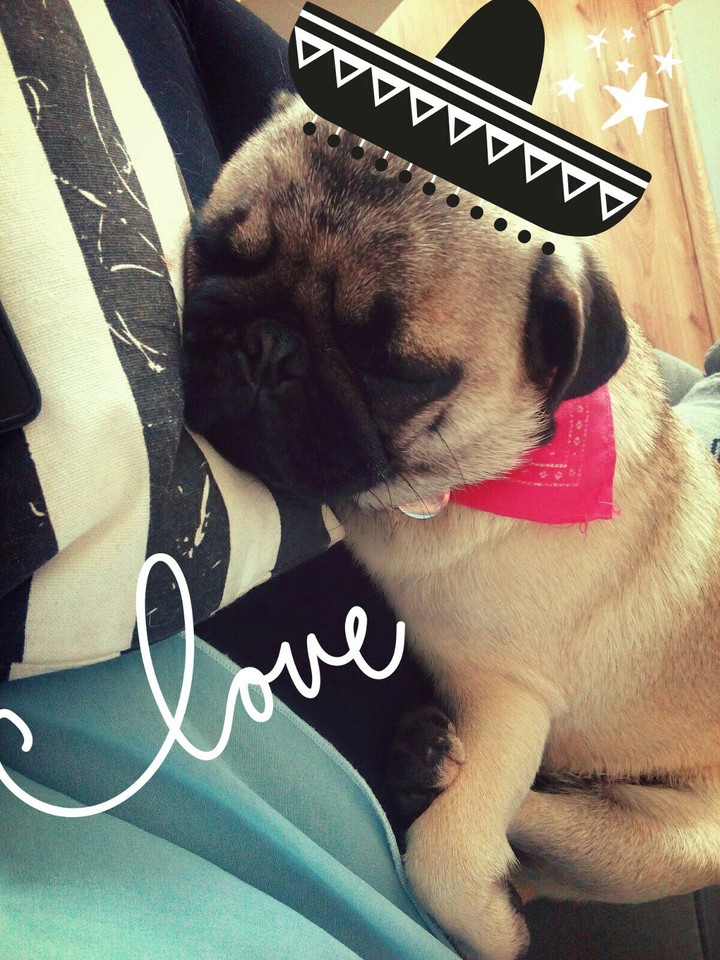 pug siesta