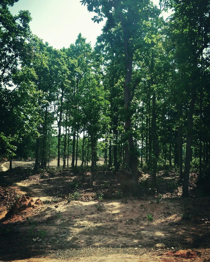 forest