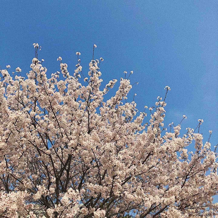 벚꽃 2