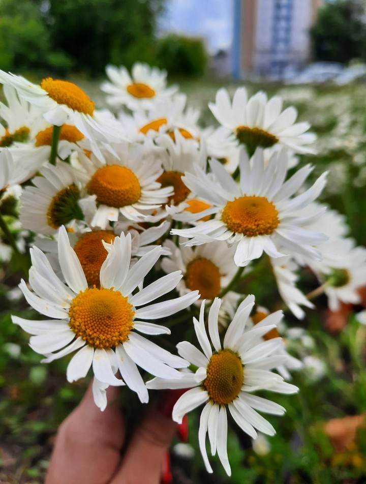 Bouquet of daisies