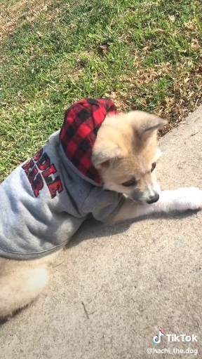 hi