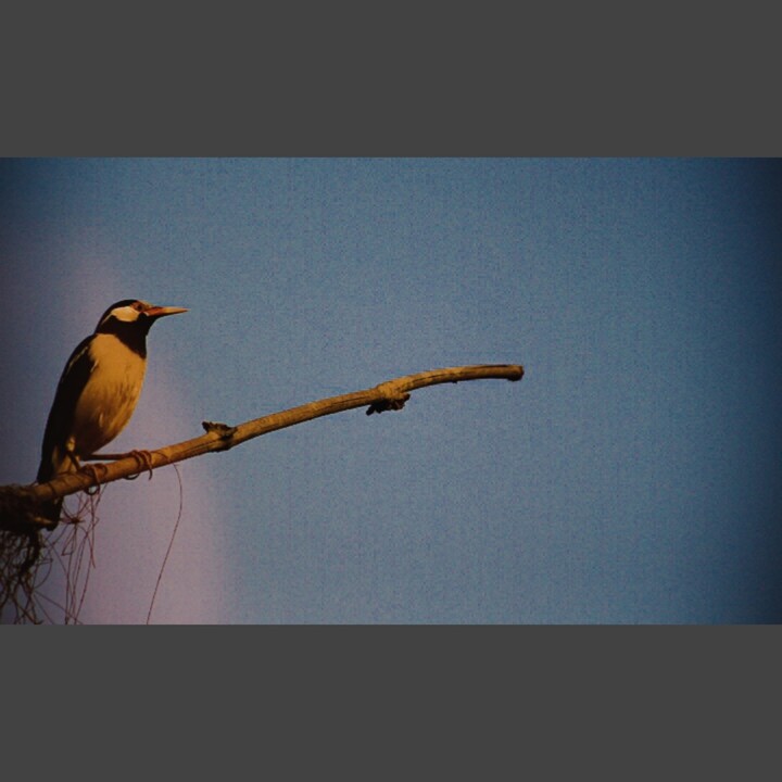 Dawn