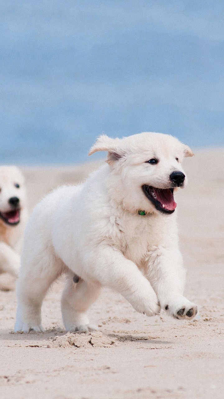 Hundewelben