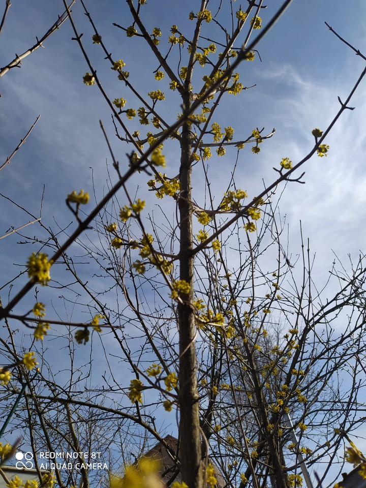 Blooming ?