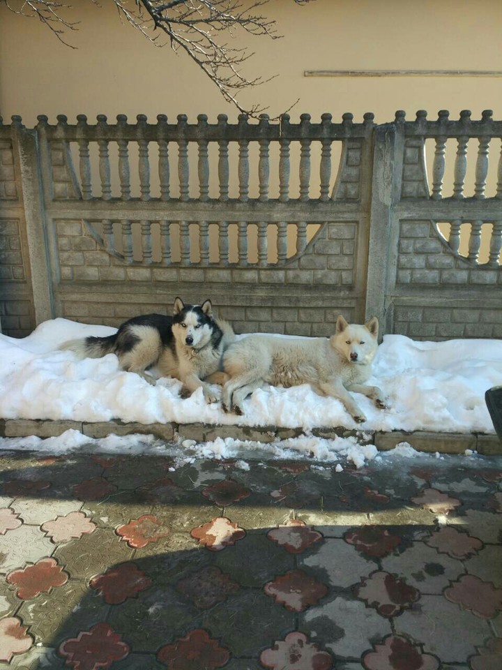 хаски