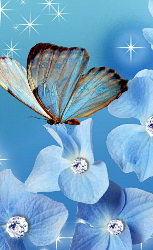 butterfly
