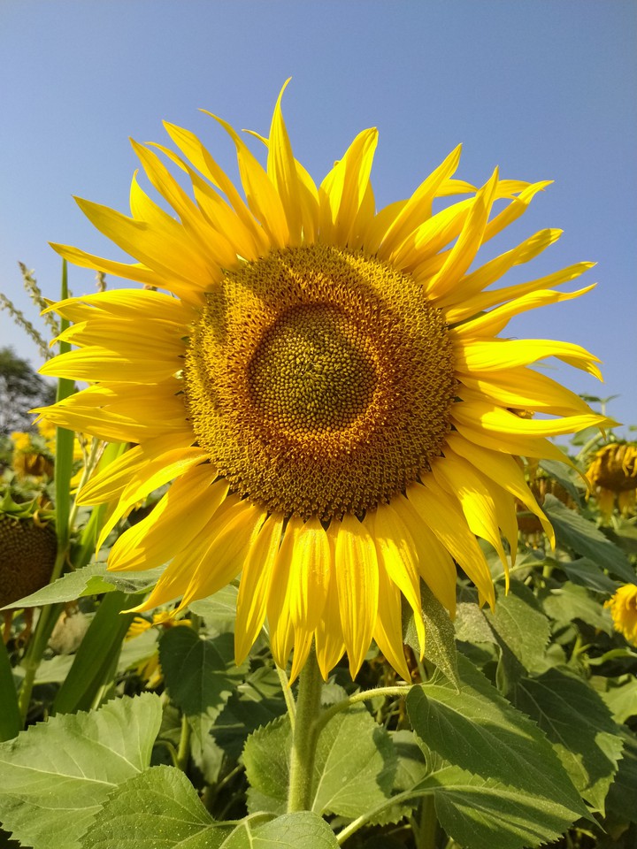 sunflower