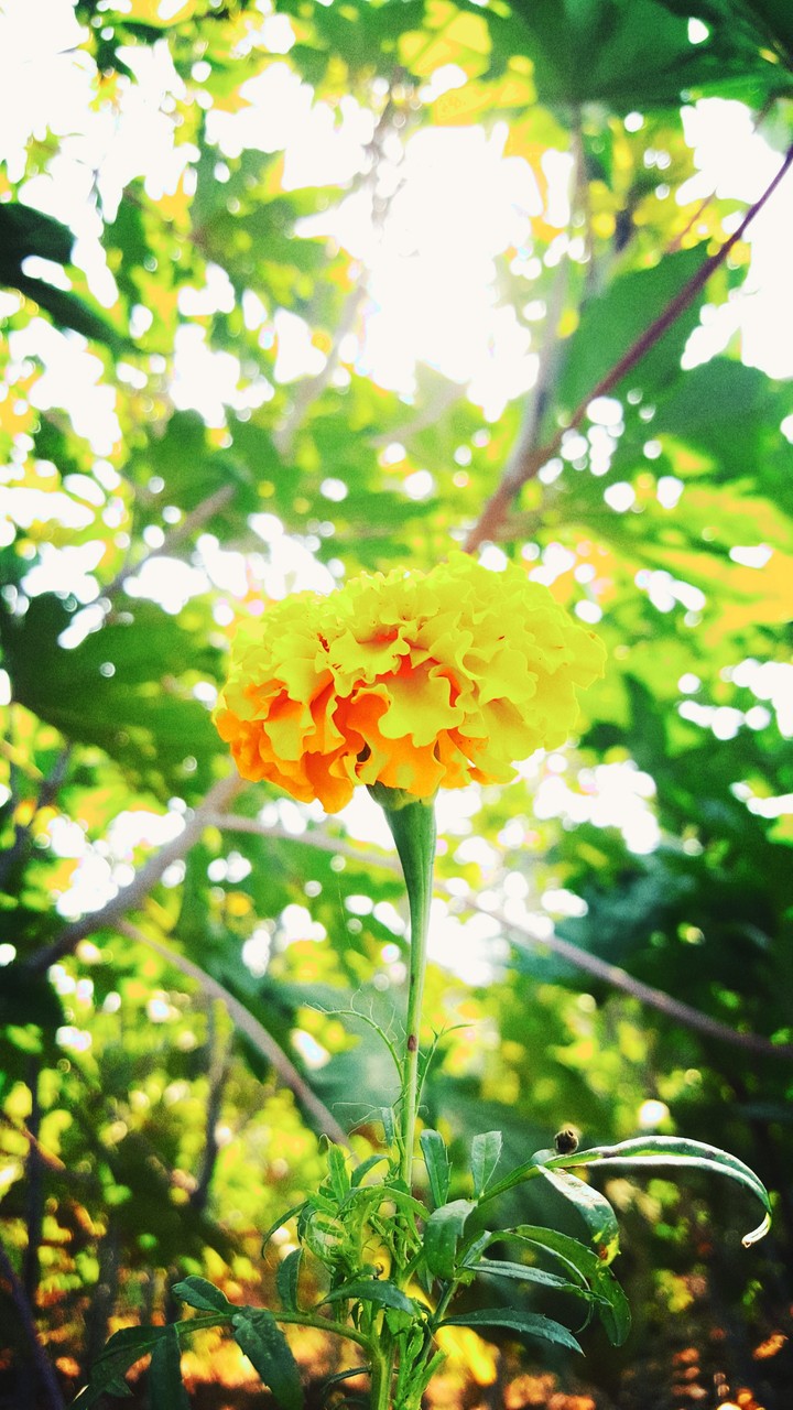 flower capture at farm