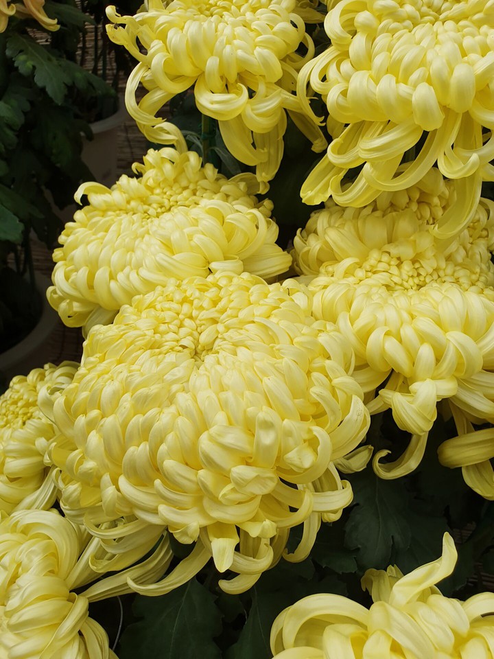 菊花