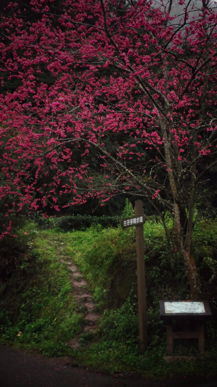 Cherry