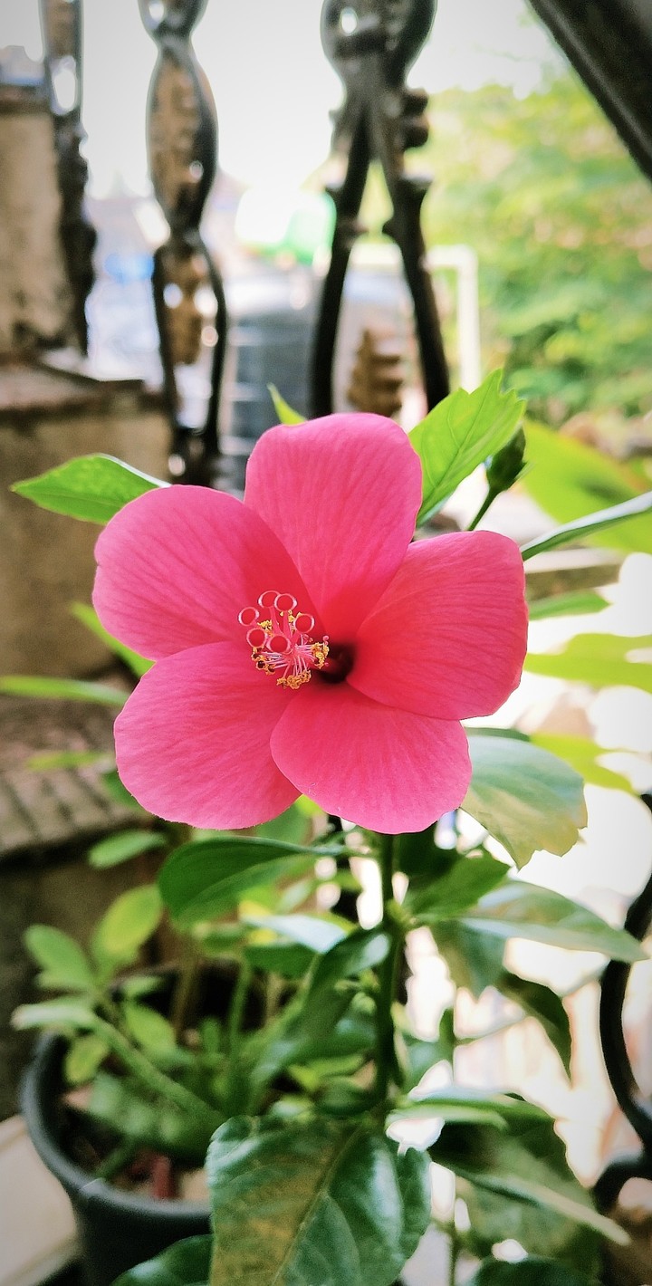FLOWER