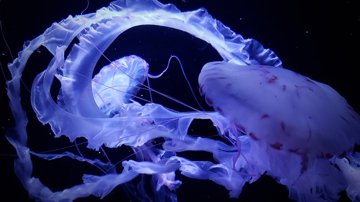 jellyfish 2