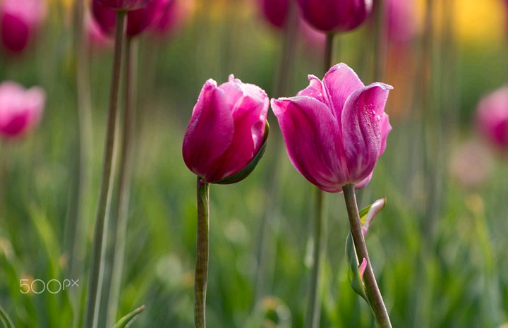 A single big pink flower2