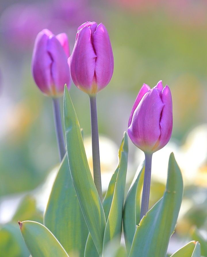 soft beauty