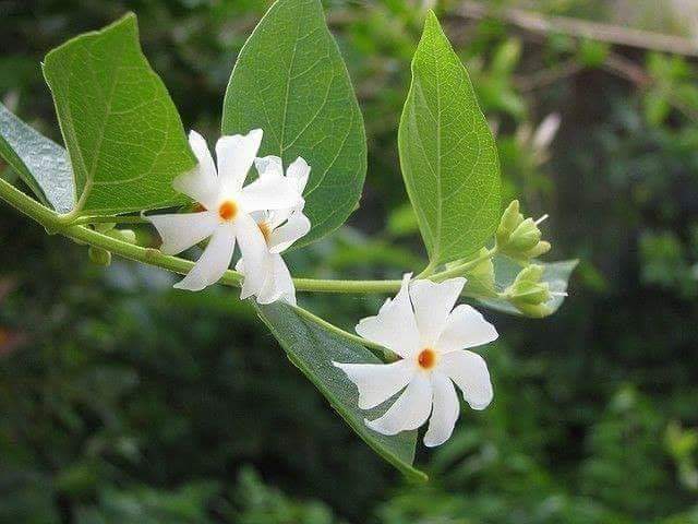 flower 3