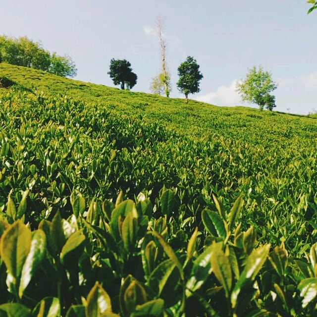 tea garden
