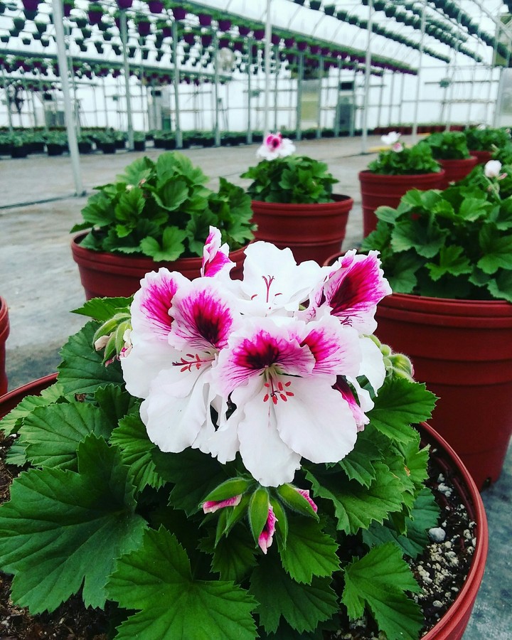 Elegance Geraniums