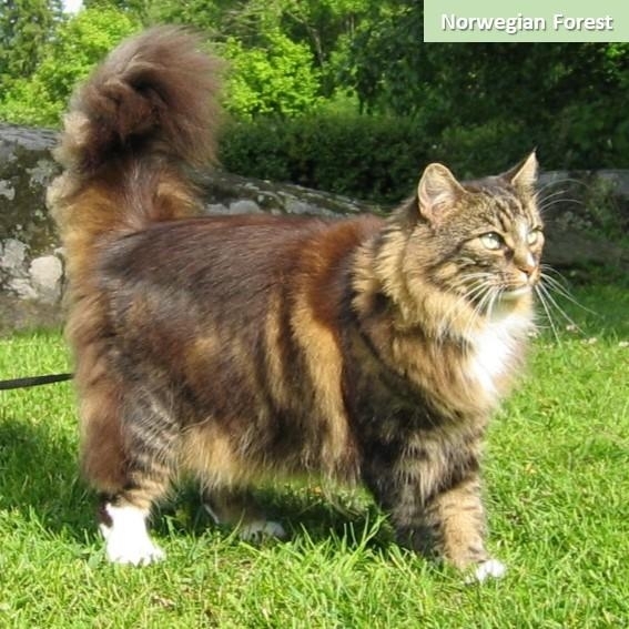 Norwegiche Waldkatze